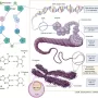 dna.webp