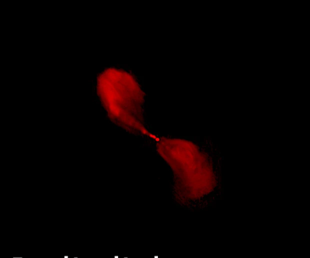 Centaurus A in radio light (VLA): The giant jets and lobes — plasma the black hole has flung far beyond the galaxy.